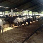 393330-Dairy-1442782187-600x450.webp.webp