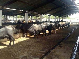 393330-Dairy-1442782187-600x450.webp.webp