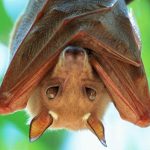 bats-1532962643-600x450.webp.webp