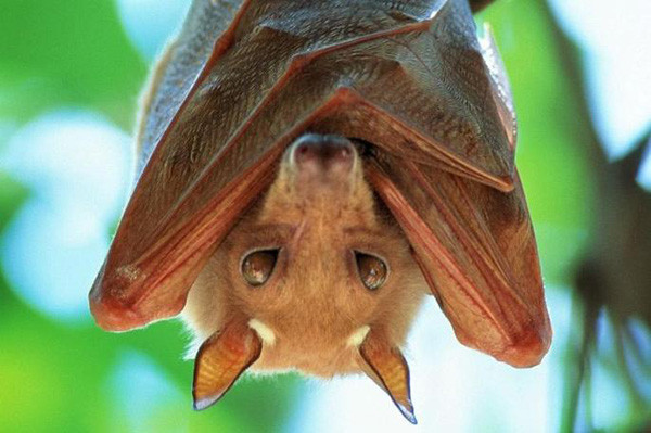 bats-1532962643-600x450.webp.webp