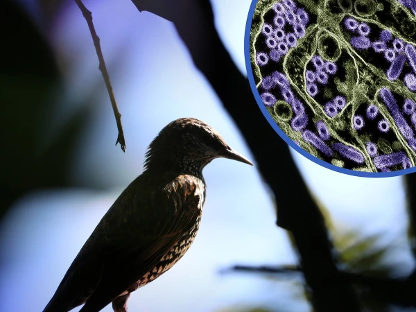 bird-flu-virus1785193673-0-600x450.webp.webp