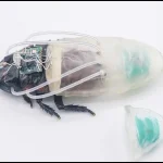 cockroach1783109793-0-600x450.webp.webp
