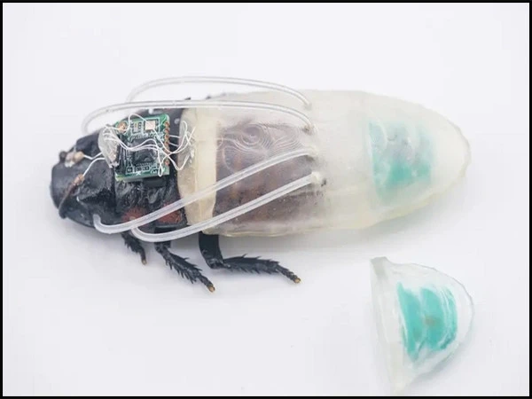 cockroach1783109793-0-600x450.webp.webp