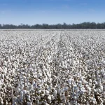 cotton-crop1750714250-0-600x450.webp.webp