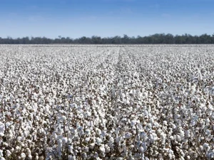cotton-crop1750714250-0-600x450.webp.webp