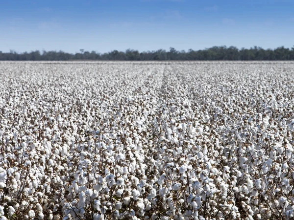 cotton-crop1750714250-0-600x450.webp.webp