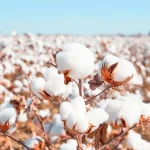 cotton-crop1755552357-0-600x450.webp.webp