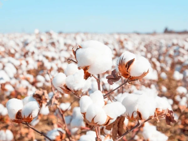 cotton-crop1755552357-0-600x450.webp.webp