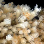 jelly-fish-for-anti-aging1784721339-3-600x450.webp.webp