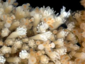 jelly-fish-for-anti-aging1784721339-3-600x450.webp.webp