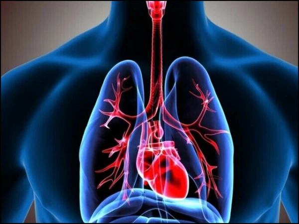 omega3-and-lungs1784374251-5-600x450.webp.webp