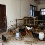 poultry-form1784099162-0-600x450.webp.webp