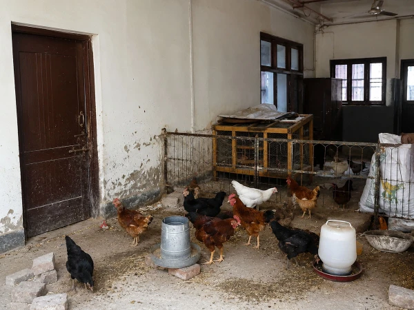 poultry-form1784099162-0-600x450.webp.webp