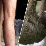 sloth1781887070-0-600x450.webp.webp