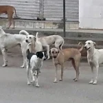 stray-dog1742289255-0-600x450.webp.webp