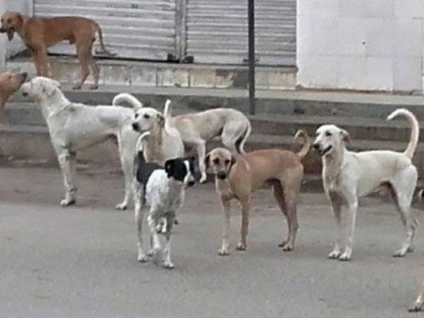 stray-dog1742289255-0-600x450.webp.webp