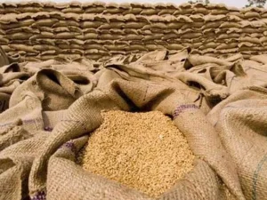 wheat-quota1767647120-0-600x450.webp.webp