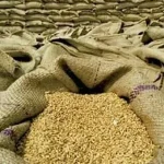 wheat1784588640-0-600x450.webp.webp