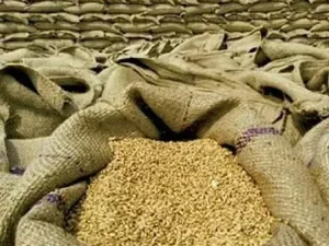 wheat1784588640-0-600x450.webp.webp