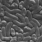bacteria1786472220-0-600x450.webp.webp