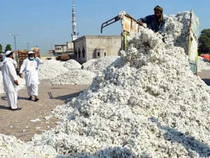 cotton-rate-high1736472286-0-600x450.webp.webp