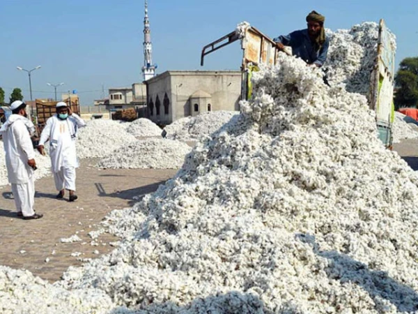 cotton-rate-high1736472286-0-600x450.webp.webp