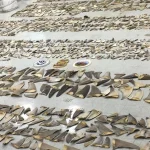 fish-smuggling1787140180-0-600x450.webp.webp