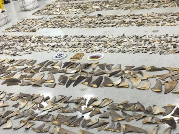 fish-smuggling1787140180-0-600x450.webp.webp
