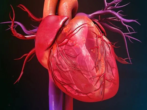 heart1787342340-0-600x450.webp.webp