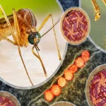 israel-facing-dangerous-disease1786561404-0-600x450.webp.webp