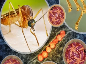 israel-facing-dangerous-disease1786561404-0-600x450.webp.webp