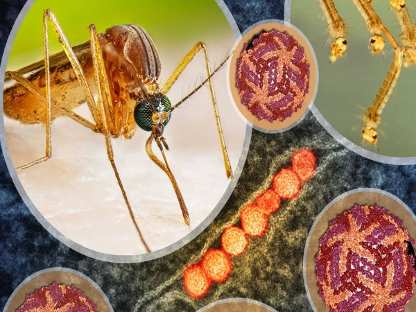 israel-facing-dangerous-disease1786561404-0-600x450.webp.webp