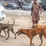 stray-dogs1741108511-0-600x450.webp.webp