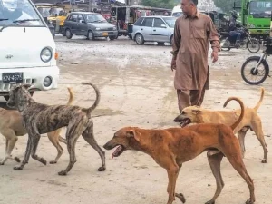 stray-dogs1741108511-0-600x450.webp.webp
