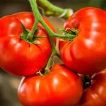 tomatoes1787414089-0-600x450.webp.webp