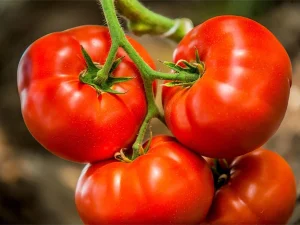 tomatoes1787414089-0-600x450.webp.webp