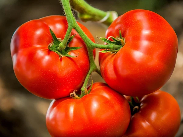 tomatoes1787414089-0-600x450.webp.webp