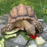 turtle1786723940-0-600x450.webp.webp