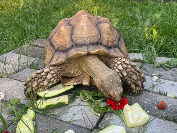 turtle1786723940-0-600x450.webp.webp