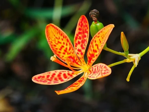 untitled1786436001-0-600x450.webp.webp